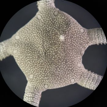 Media type: image; Invertebrate Zoology OPH-6149